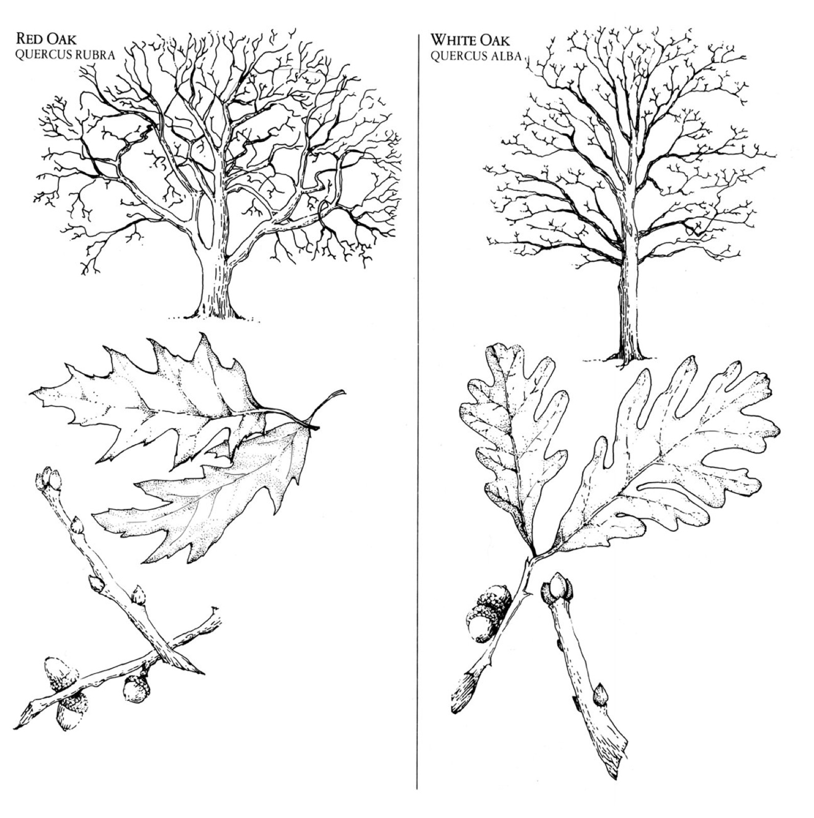 End-grain comparison of red oak and white oak.